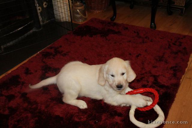 Chiots Golden Retriever