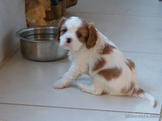 A Donner chiot Cavalier king charles