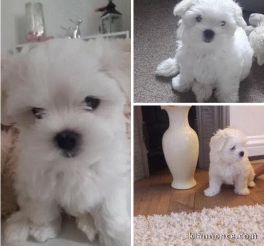 0682129448 Magnifiques chiots Bichon Maltais