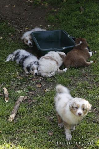 Chiots berger australiens 