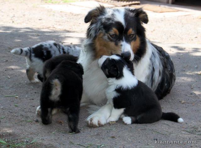 Chiots berger australiens disponible.