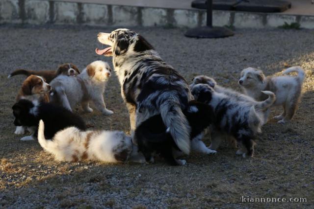 Chiots berger australiens disponible.