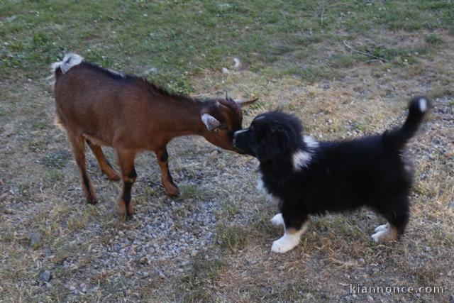 Chiots berger australiens disponible.