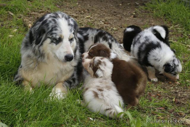 Chiots berger australiens disponible.