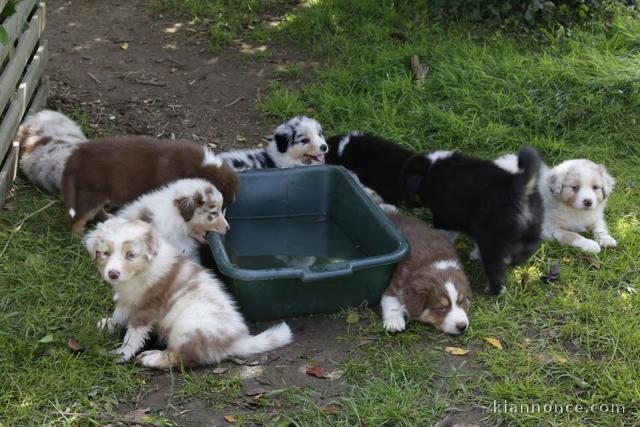 Chiots berger australiens disponible.