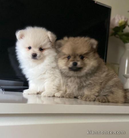   sublime chiots spitz nain 