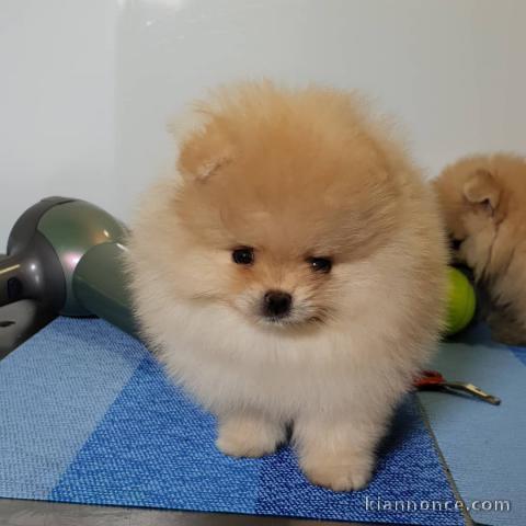 Magnifiques chiots SPITZ POMERANIAN LOF