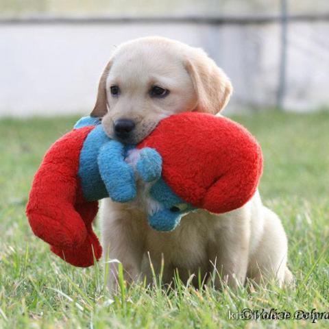 Chiots Golden Retriever