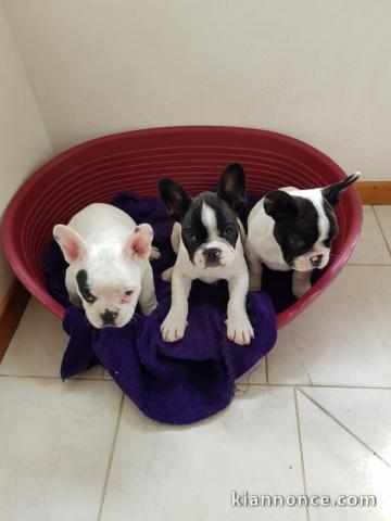 	Chiots type Bouledogue français 