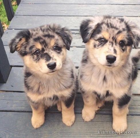 	Magnifiques Chiots Berger Australien Pure Race,Grandes Lignée 