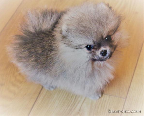 	Chiots type spitz nain lof 