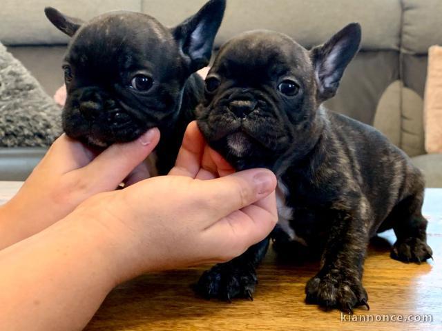 	Magnifiques Chiots Bouledogue français lof 