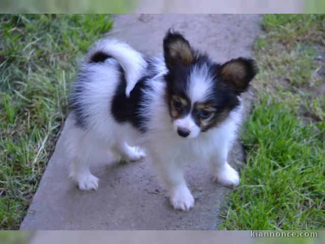 Chiots Papillon male et femelle Nain continental 