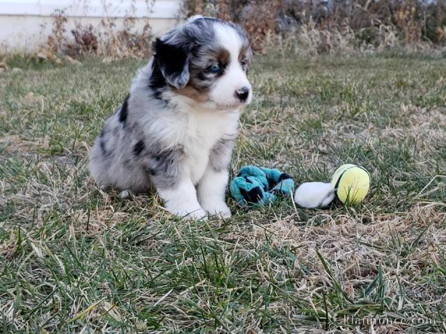 Chiot femelle border collie