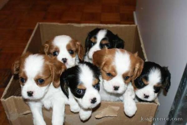  chiot cavalier king charle 