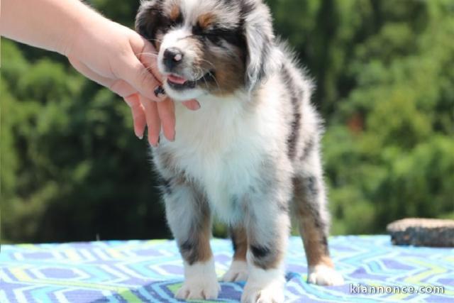 Magnifiques Chiots berger australien