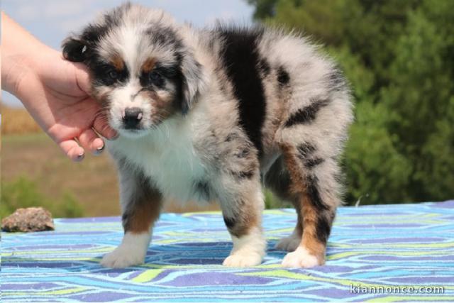 Magnifiques Chiots berger australien