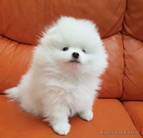 Magnifique Chiots spitz nain 