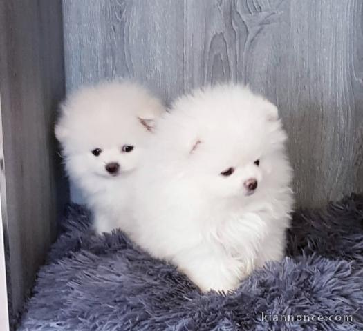 une petite portée de 2 chiots spitz nain 