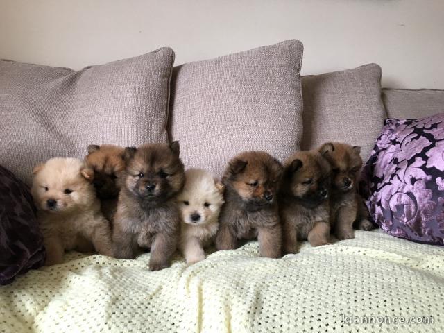 Chiots Chow-chow  disponible de suite