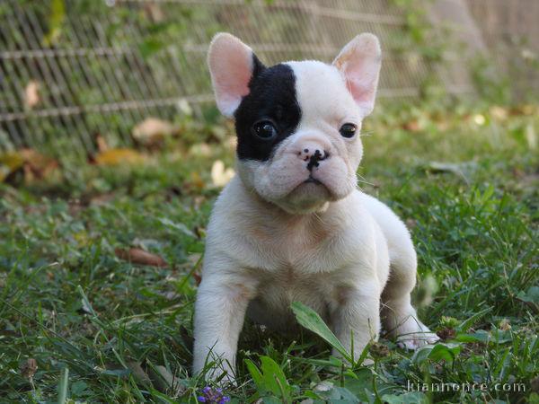 ADOPTION BOULEDOGUE  FRANÇAIS 