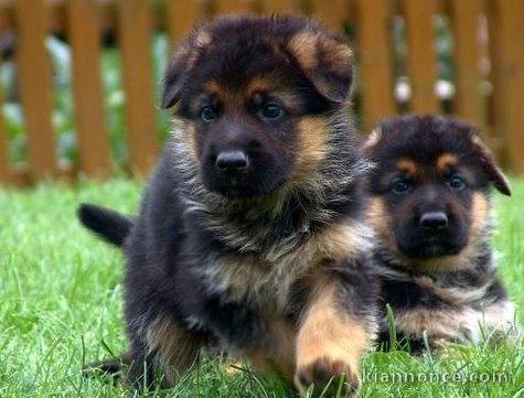 Magnifiques chiots berger allemand