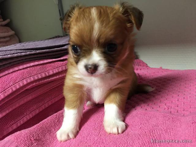   Chiot femelle chihuahua petit