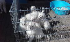   Chiots berger blanc suisse LOF disponible