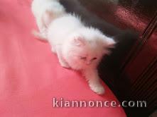 Chatons persan ou exotic shorthair crème et blanc