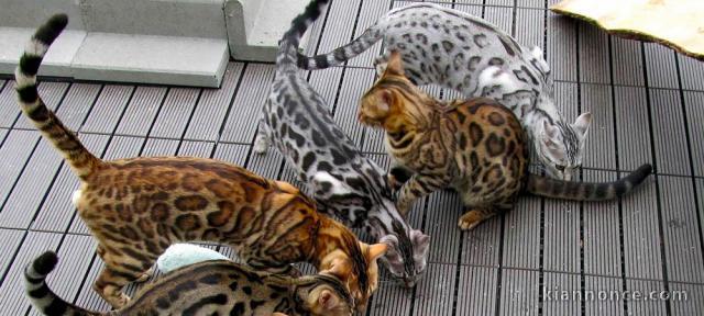 Chaton Bengal LOOF male