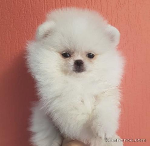 Magnifique Chiots spitz nain