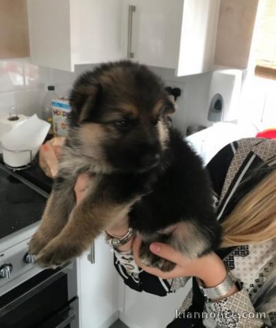 chiot berger allemand d une magnifique porte 