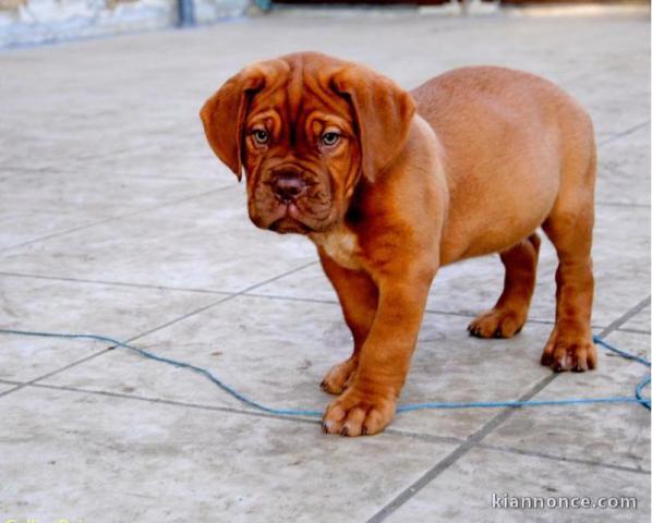 A DONNER Dogues de Bordeaux bien typés