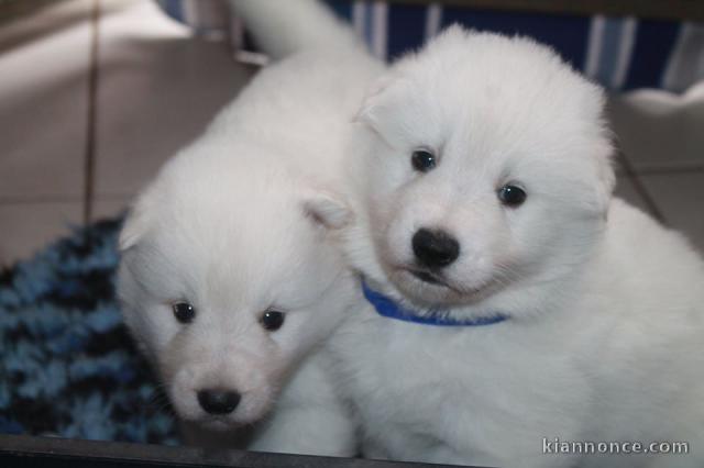 Magnifique chiots berger blanc suisse 