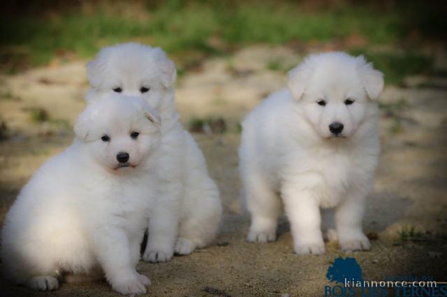 Magnifique chiots berger blanc suisse 