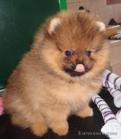 magnifique chiot spitz nain 