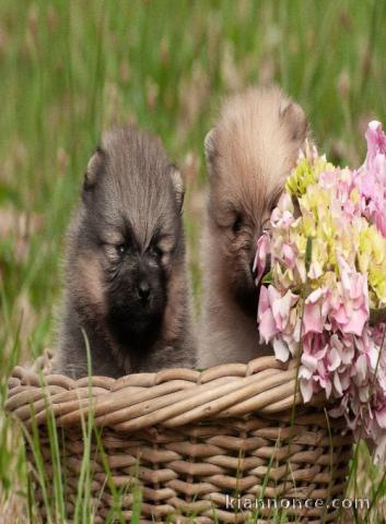 Magnifiques Chiots Spitz Nain Poméranien