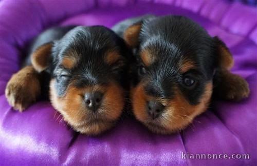  Superbes Chiots Yorkshire Terrier