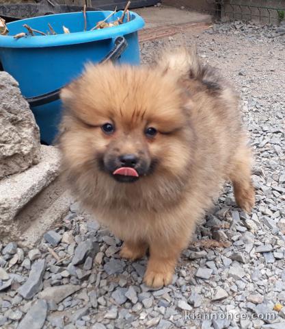 magnifiques chiots spitz nain a donner