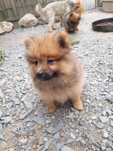 magnifiques chiots spitz