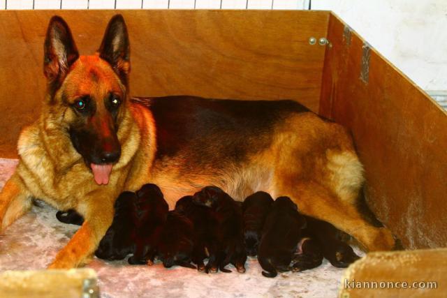 Magnifiques Chiots Berger Allemand Pure Race