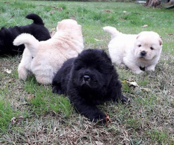 Magnifiques Chiots Chow Chow Pure Race Pedigree