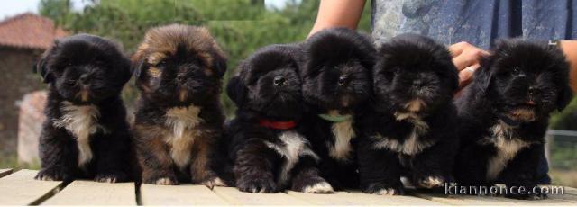 Superbes Chiots Lhassa Apso Pure Race Pedigree