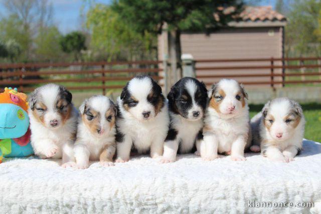 Magnifiques Chiots Berger Australien Pure Race