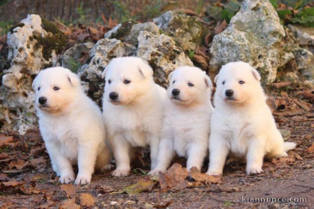 Extraordinaires Chiots Berger Blanc Suisse Pure Race