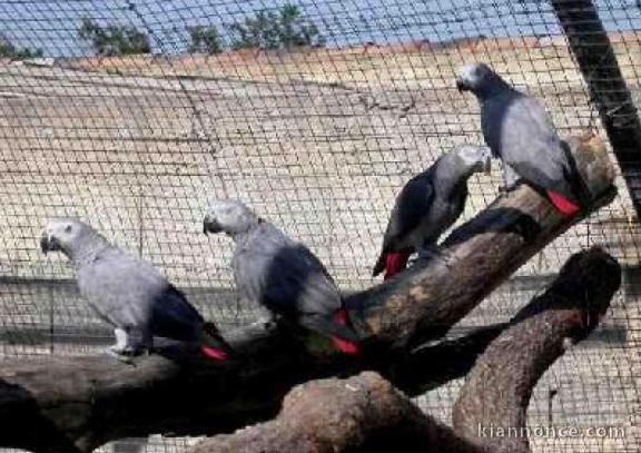 Exceptionnels Jeunes Perroquets Gris du Gabon Eam Parleurs