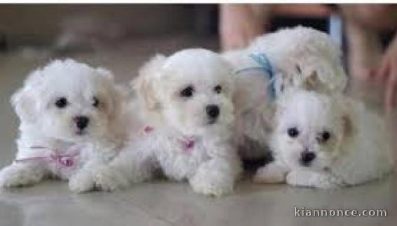 Adorables Chiots Bichon Maltais Pure Race