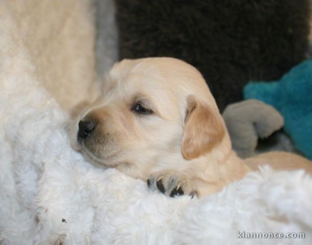 Magnifiques Chiots Golden Retriever Pure Race