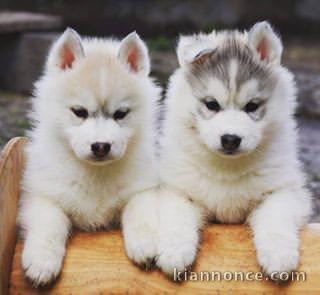 Adorables chiots husky