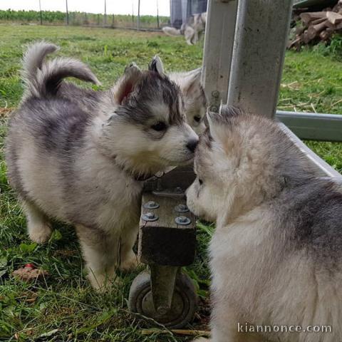 Adorables chiots husky